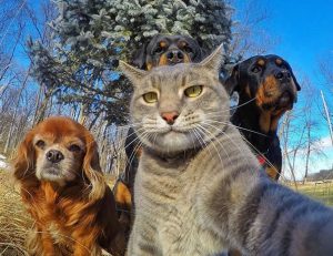 Three dogs and a cat pose for a selfie