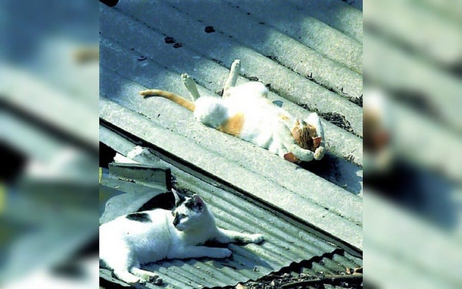 A cat is pictured sunbathing on a roof